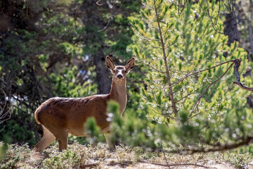 Wild Female red deer or doe (Cervus elaphus) on alert, grazing in a coniferous forest in the Italian Alps. Hind in natural habitat against woods background.
