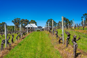 Margaret River, Western Australia - September 7, 2023: Vasse Felix wineyard in Western Australia,...
