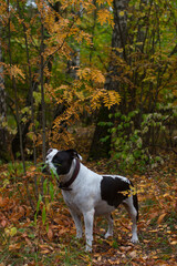 A black and white dog on a walk in the autumn forest. American Staffordshire Terrier