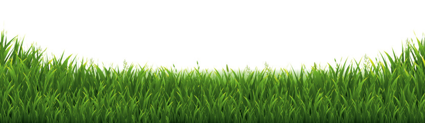 Fototapeta premium green grass background