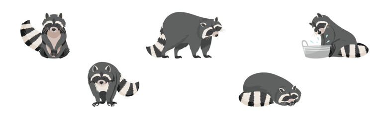 Funny Raccoon with Front Paws and Ringed Tail Vector Set