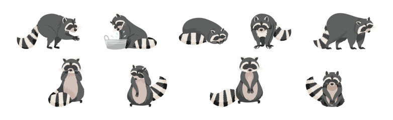 Obraz premium Funny Raccoon with Front Paws and Ringed Tail Vector Set