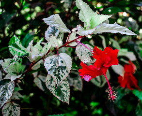 red and white butterfly on a flower