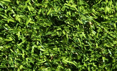 Green Grass Texture Background