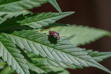 approach to the sacred plant of marijuana and the biodiversity it houses