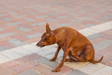 portrait of a small brown dog