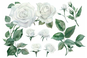 Tuinposter Set of watercolor on floral white rose branches. Wedding concept a white background © Areesha