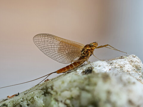 Eintagsfliege (Ephemeroptera) sitzt auf einem Stein 