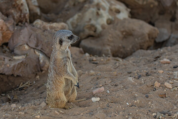 Portrait meerkat on the ground