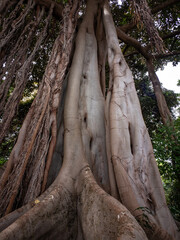 Moreton Bay fig in botanical garden on Tenerife