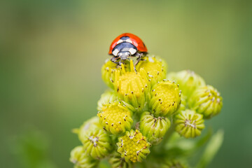 Close-up of a ladybug (Coccinellidae spp.) on a yellow flower, Belgium