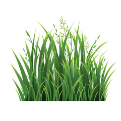 green grass isolated on white