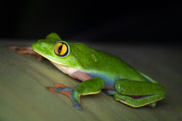 Close-up of a golden eye leaf frog (Agalychnis annae), Costa Rica