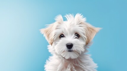Portraite cute fluffy puppy Yorkshire Terrier cute fluffy puppy on on bright trendy blue background colored background. Little smiling dog. Free space for text.