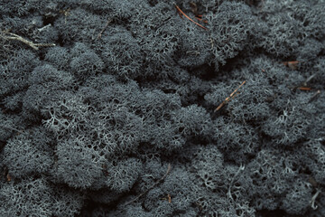 Dense cluster of grey reindeer moss. Detailed Reindeer Lichen. Dark gray Icelandic moss