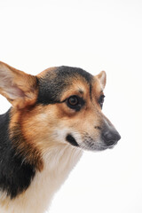 Pembroke Welsh Corgi portrait isolated on white studio background with copy space, purebred dog