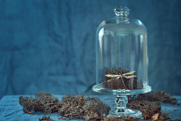 Reindeer Moss and Dragonfly Brooch Display Under Glass Dome. A display of moss and decorative elements under a clear glass cloche.