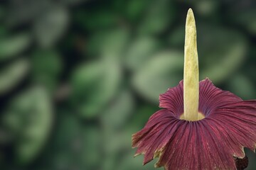 corpse flower Rare Amorphophallus titanum, commonly known as the corpse flower, blooming ....