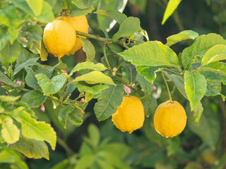 fragment of tree with lemon fruits on a rainy day