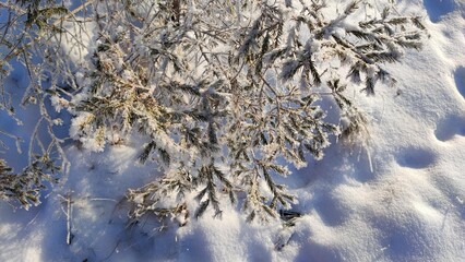 Snow-covered tree branches. View from above.