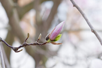 close up of magnolia spring bud on magnolia tree with small green leaves