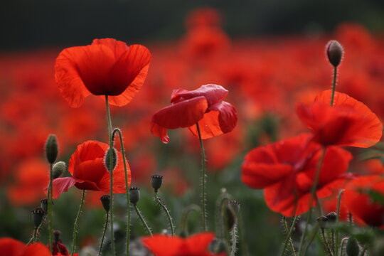 FIELD FULL OF RED POPPIES IN SPRINGTIME