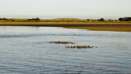 Cantabria, Bay of Santander, small islands in low tida are used by groups of ruddy turnstones
