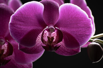 Orchid, translucent