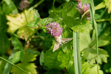 Cotton bollworm (Helicoverpa armigera) perched on pink flower in Zurich, Switzerland