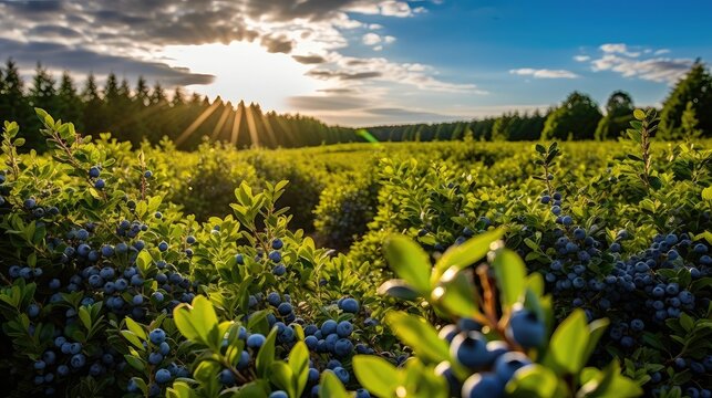 harvest blueberry farm