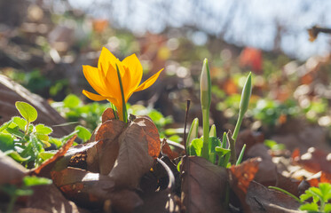 Blooming orange crocus and newly sprouted snowdrops in the spring forest