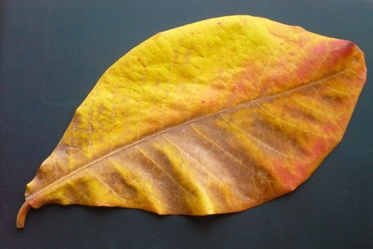 Terminalia Catappa Dry Leaf