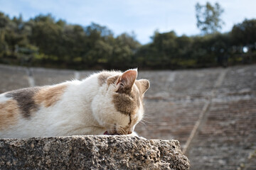 Naklejka na ściany i meble Cat sunbathing in front of Ancient Greek Theater