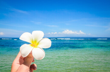 Fototapeta na wymiar Frangipani flowers in woman hand over sea background. Summer vacation and spa concept