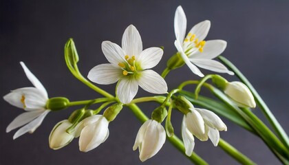 few eucharis flowers and unopened buds on dark background close up view