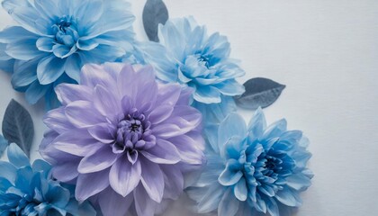 beautiful abstract color purple and blue flowers on white background and light blue flower frame and purple leaves texture