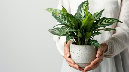  a person holding a potted plant with a white wall in the background and a white wall in the background with a white wall in the background and a woman's hands holding a potted plant.