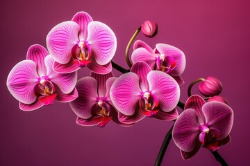 Delicate Orchid pink flower botany. House decor. Generate Ai