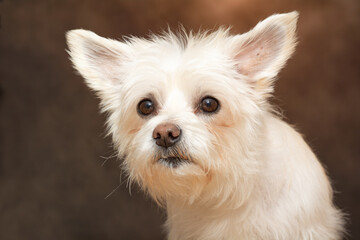 Hund / Mischling
