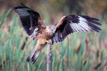 Red kite (Milvus milvus)