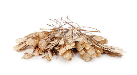 Group of maple tree seed in dry pod.