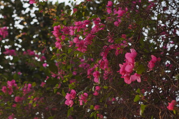 pink flowers in the garden flower, pink, flowers, garden, nature, plant, blossom, spring, bloom, summer, red, flora, beauty, bush, leaf, 