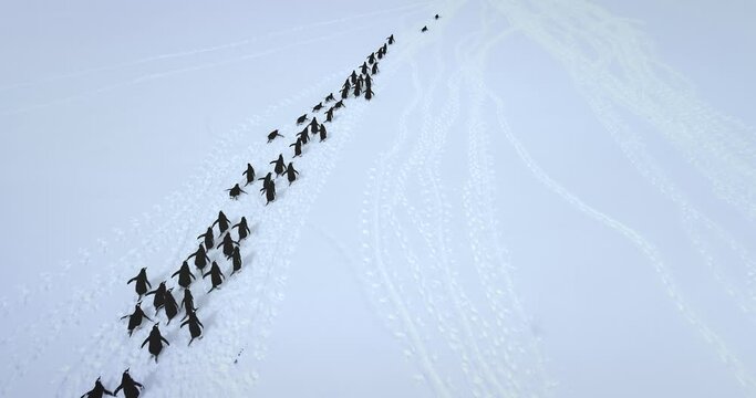 Big colony Gentoo penguins run snow aerial view. Explore wildlife in Antarctica. Beauty of wild animals life and untouched nature on South Pole. Aerial drone flight above Antarctic birds migration