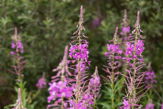 Pink flowers of cypress (Epilobium or Chamerion angustifolium) in the flower of ivan tea. The blooming field of ivan-tea or blooming sally