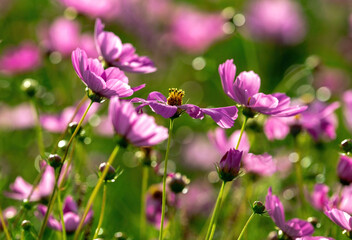 A garden full of pink Cosmos flowers with sparkling points of light.