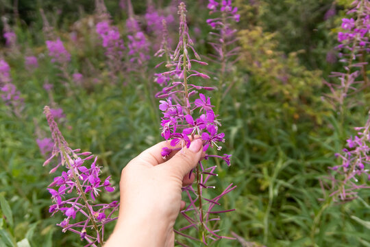 Pink flowers of cypress (Epilobium or Chamerion angustifolium) in the flower of ivan tea. The blooming field of ivan-tea or blooming sally