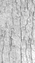 Obraz premium Pattern of dried light grey bark wood.Cracked wood texture big tree surface.Template for design.Abstract nature background.Beautiful pattern.Space for work.Banner.Wallpaper.Selective focus.Vertical.