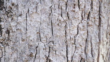 Pattern of dried light grey bark wood.Cracked wood texture big tree surface.Template for design.Abstract nature background.Beautiful pattern.Space for work.Banner.Wallpaper.Selective focus.