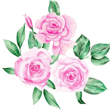 Watercolor Bouquet of flowers, isolated, white background, pink roses and green leaves
