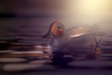 Swimming duck. Wildlife photography with impressive lighting. Eurasian Teal.